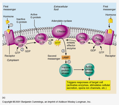 Steroid hormones signaling pathway